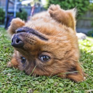 create email list building funnels upside down like this dog, starting at the end and working backwards