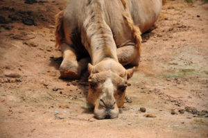 great nonprofit stories cannot be boring or your readers will feel like this camel